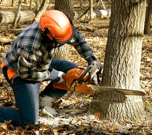 Tree Removal in Carson, VA